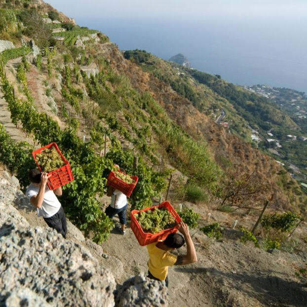 Italy and Its Indigenous Grapes: A Story of Diversity, Culture, and Passion