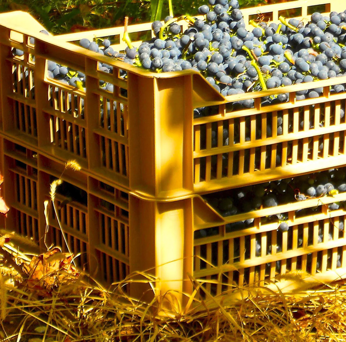 The Art of Appassimento Method