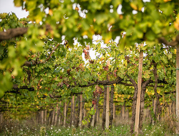 2019 Antano Montefalco Rosso DOC